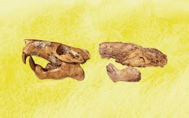 Gli scienziati UT hanno scoperto un fossile di Beaver e lo hanno chiamato dopo Buc-ee