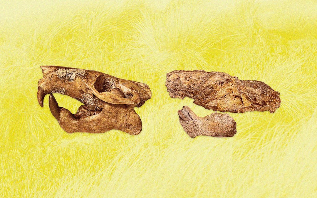 UT Scientists Discovered a Beaver Fossil and Named It After Buc-ee’s