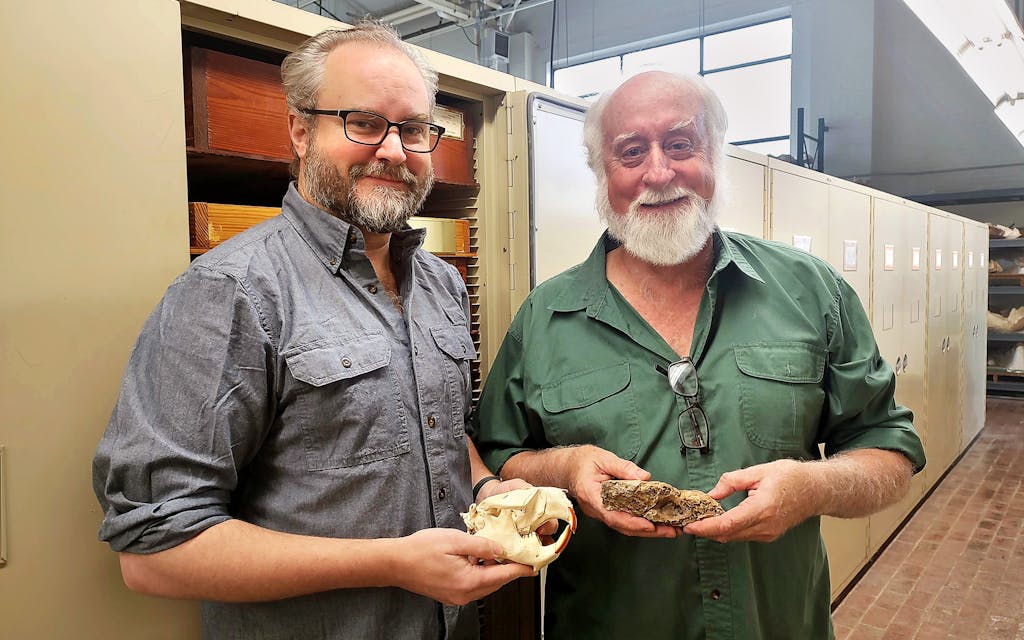 UT Scientists Discovered an Extinct Beaver Species and Named it After Buc-ee's