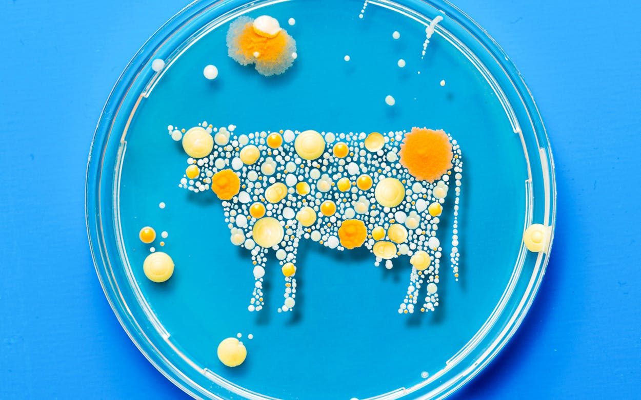 Cell-Cultured-Meats-Beef-Industry-Texas
