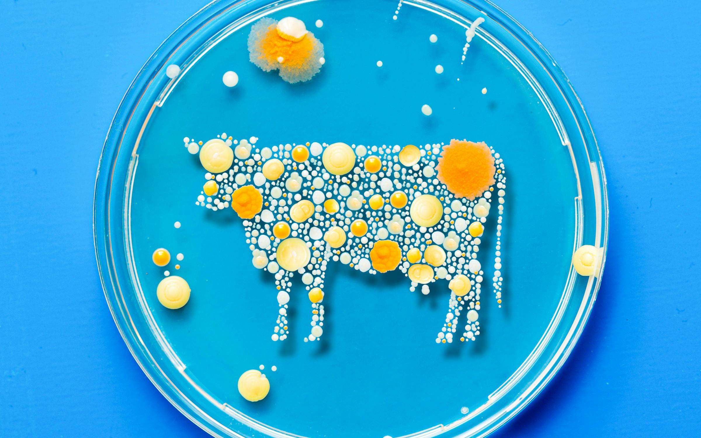 Cultured Meat is Vegan – confusion