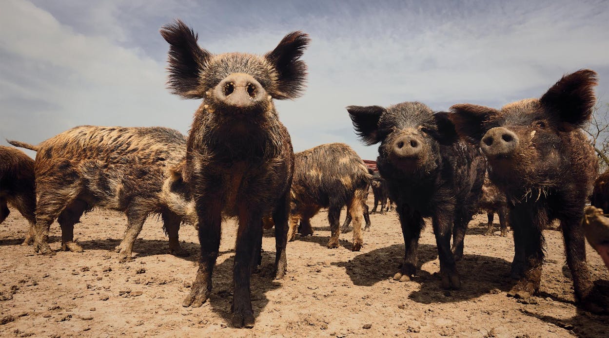 feral pigs in texas