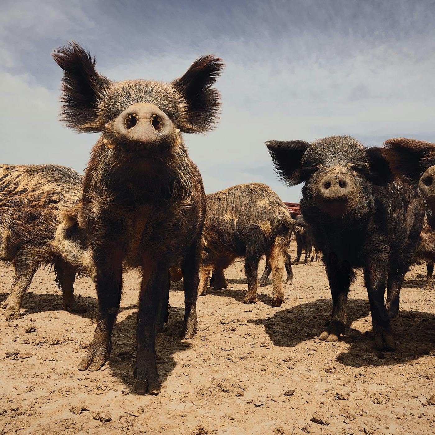 Perfect Hogs Teacup Pig How I Met Your Mother