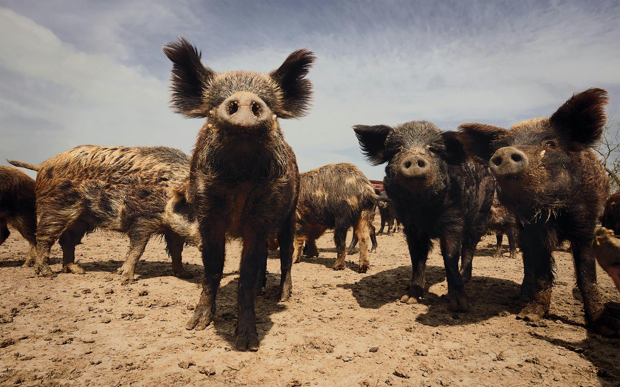 feral pigs in texas