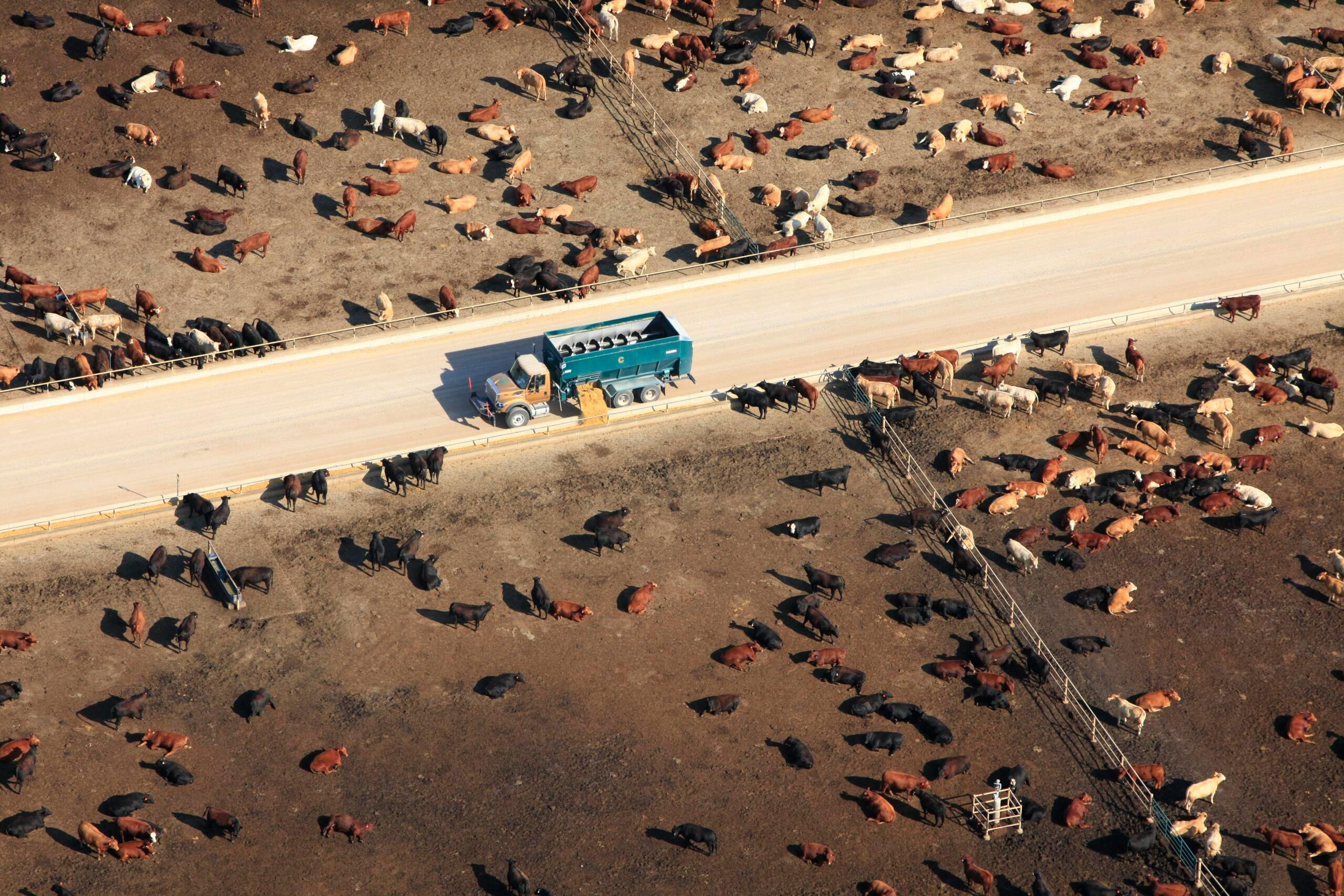Santa Rosa Feedyard Texas Feedyard Puts Sustainability First: “We’re Always Looking to be ...