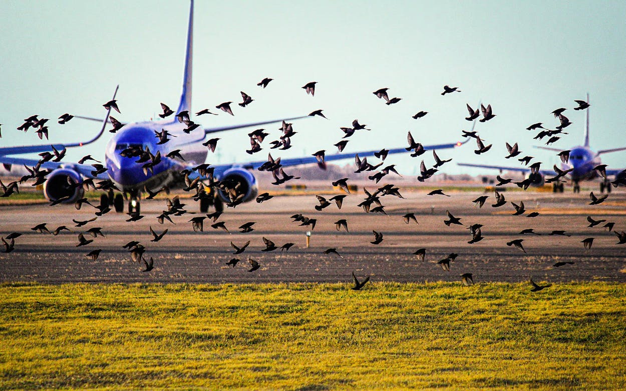 European Starlings fly in front of a plane at an airport in Texas.