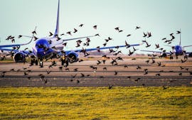 Gli storni europei volano davanti a un aereo in un aeroporto in Texas