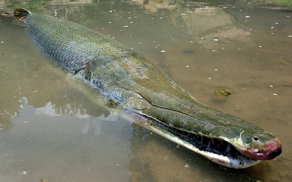 longest alligator gar