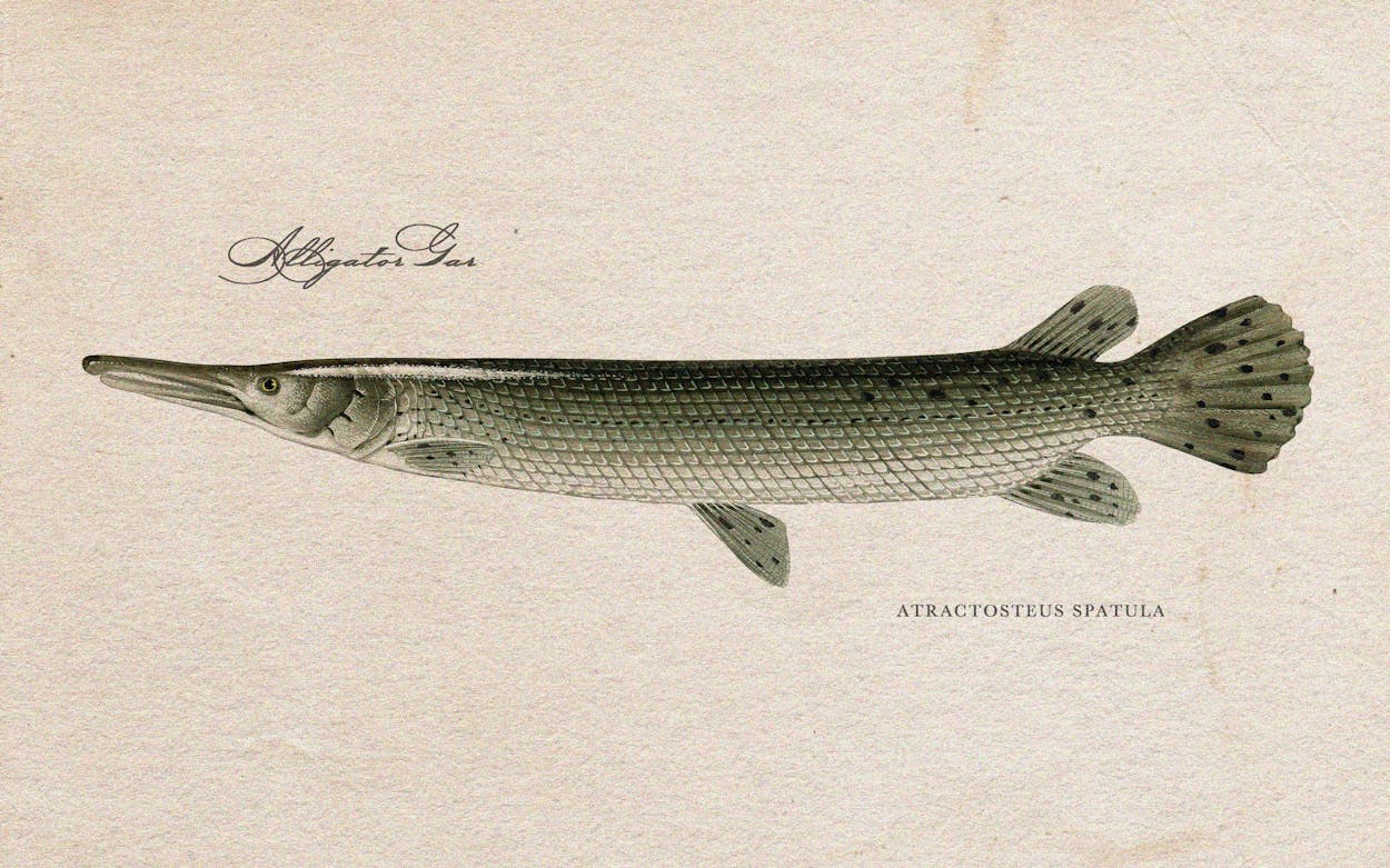 All Hail the Alligator Gar, a Giant and Primordial River Monster