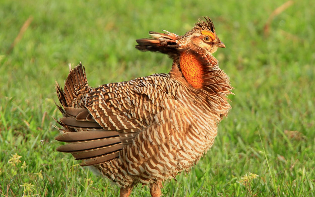 A male Attwater's prairie-chicken.