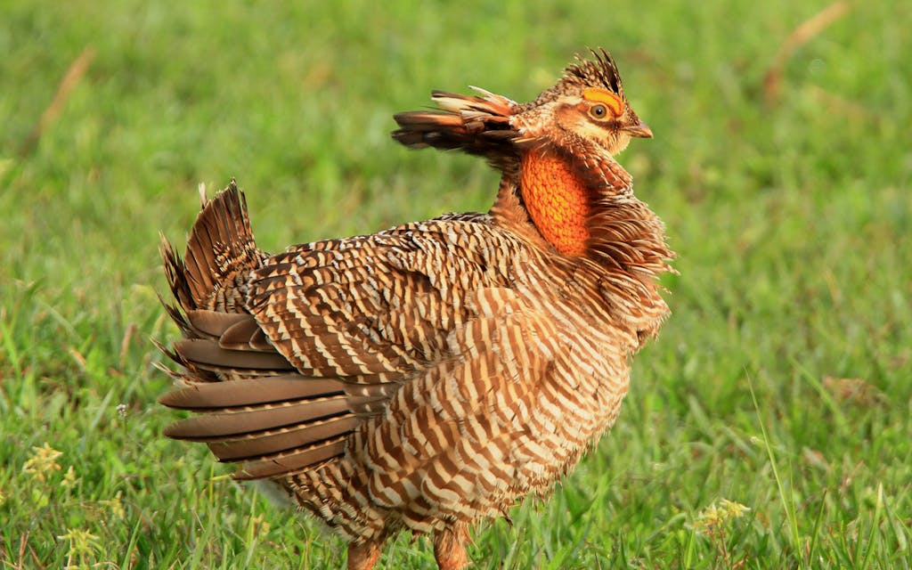 A male Attwater's prairie-chicken.