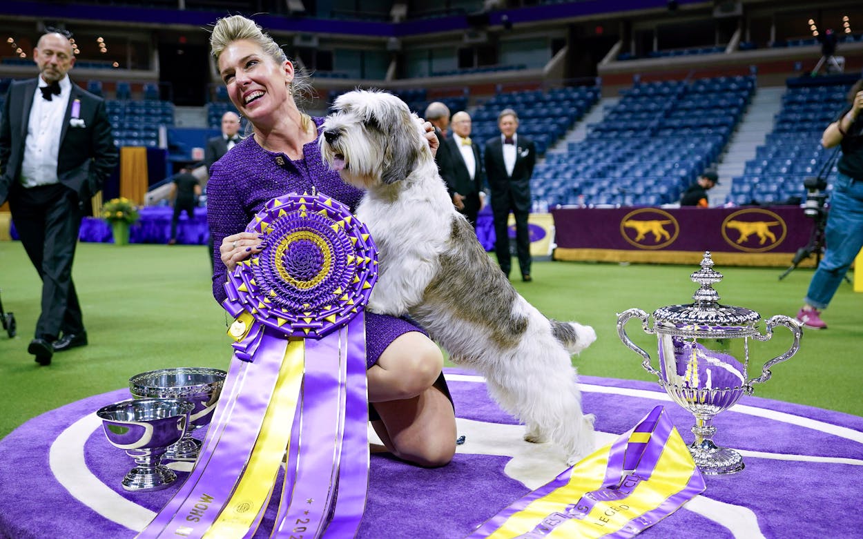 Buddy Holly, Winner of Westminster Dog Show