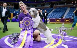 Buddy Holly, pemenang Westminster Dog Show