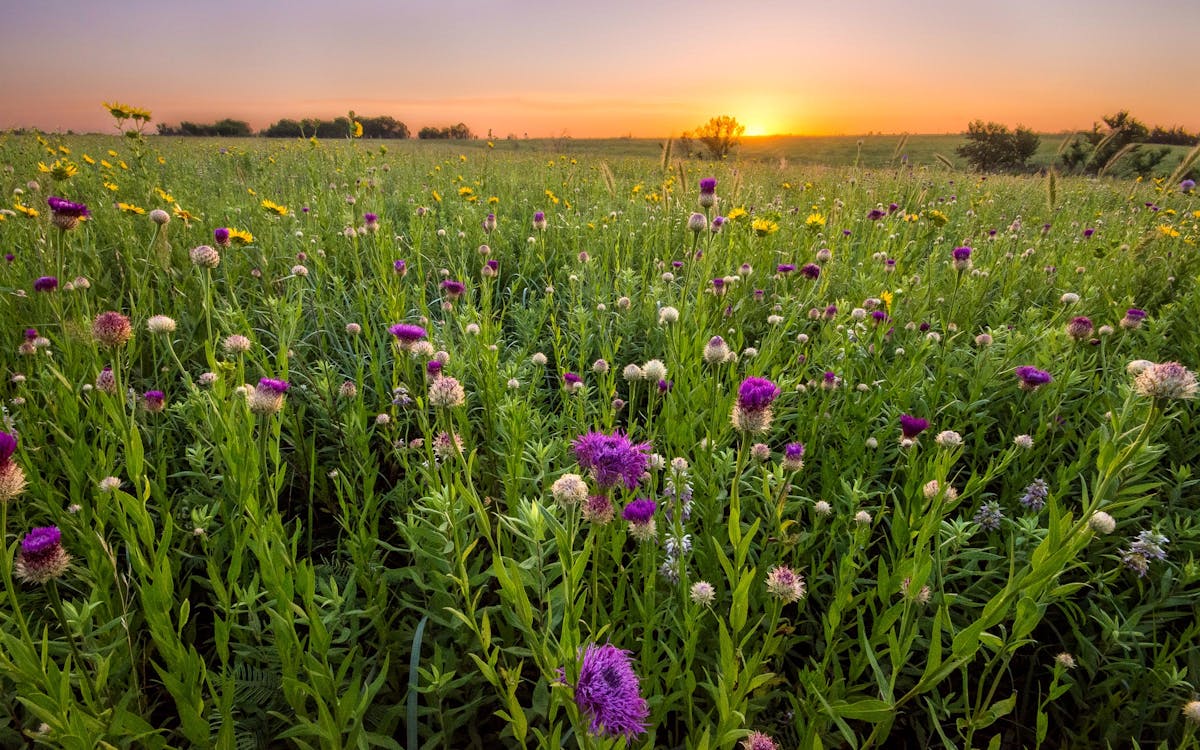 Now Is the Time to Plant Wildflowers in Texas. Here's How to Do It Right. –  Texas Monthly