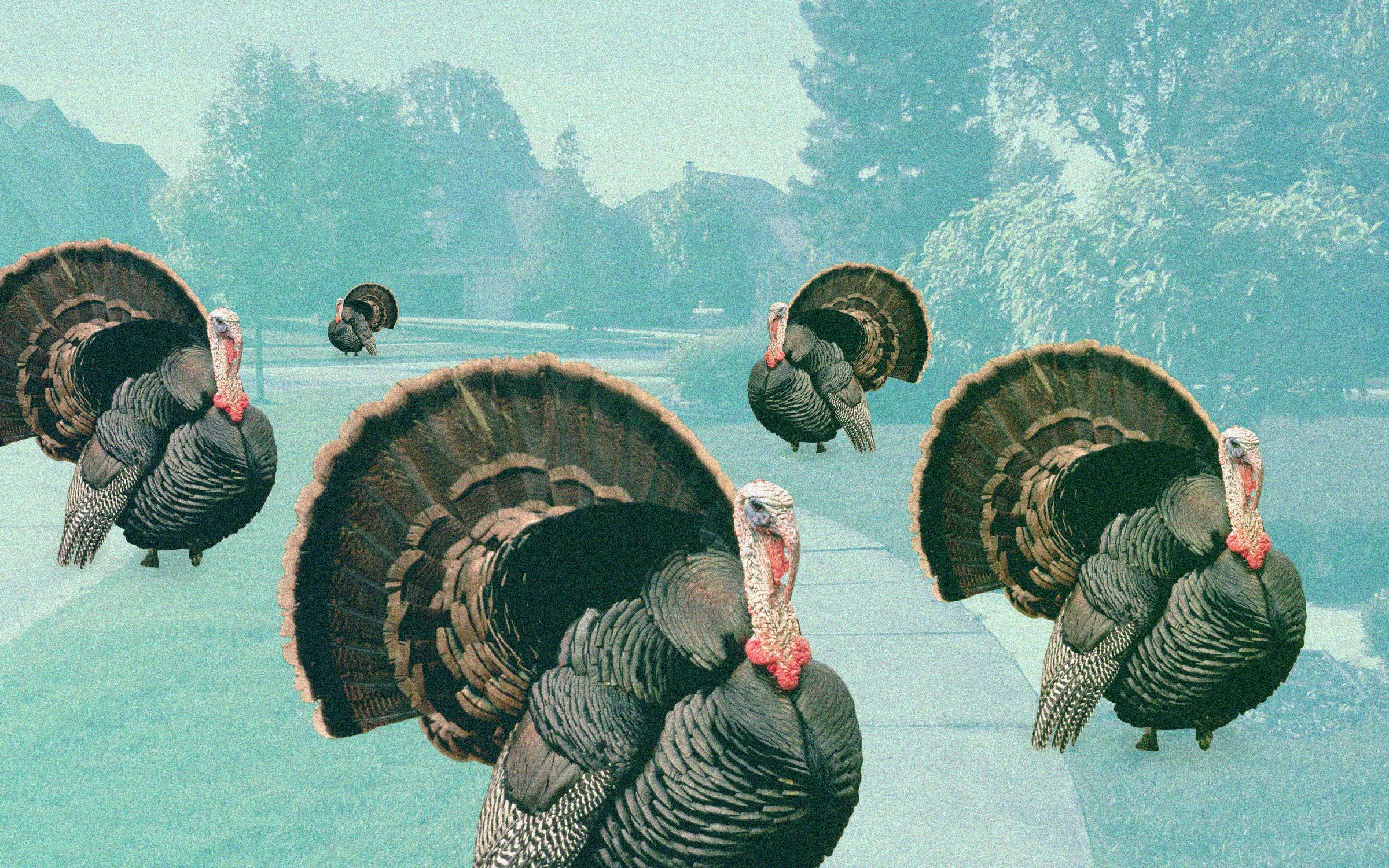 Problem Turkey Is Facing Turkey Trouble in Sun City – Texas Monthly