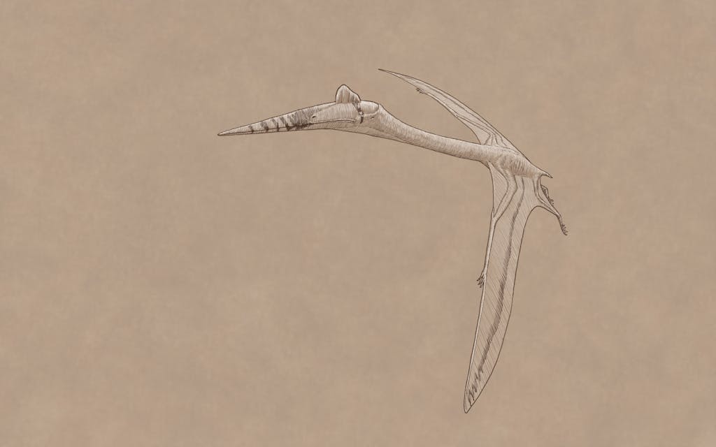 West Texas Fossils: The Giant Wing