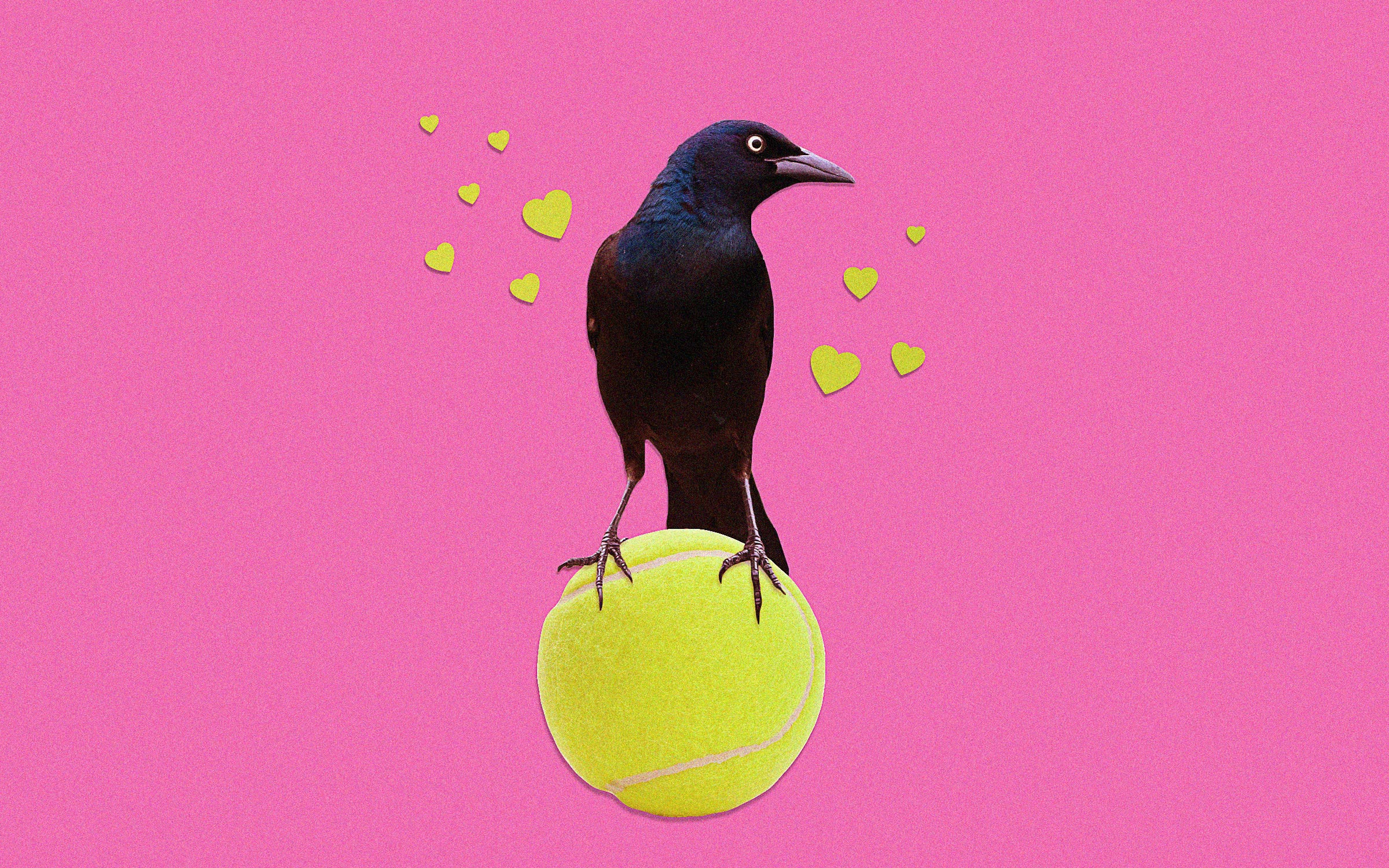 The Grackle and the Tennis Ball A Love Story