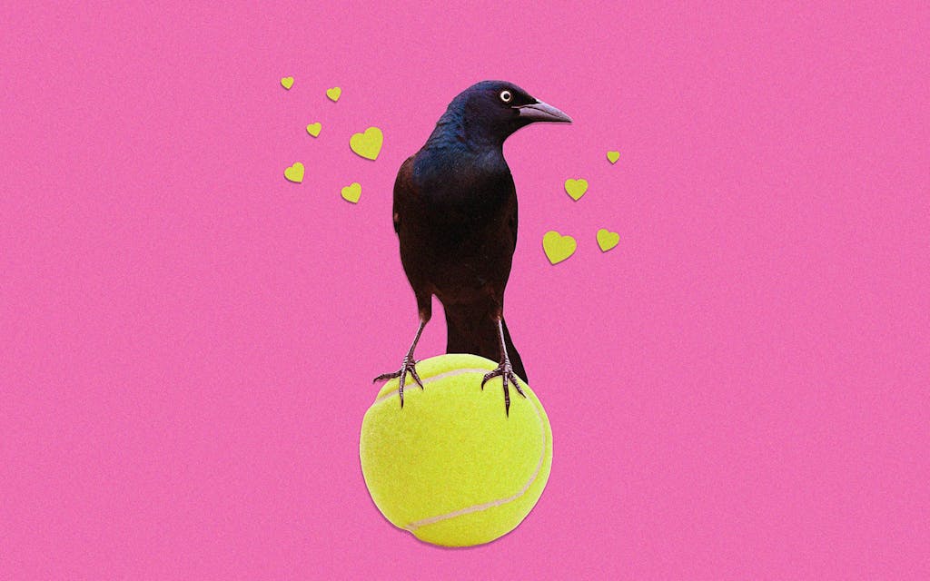 A Grackle in Austin Fell in Love With a Tennis Ball and Went Viral on Reddit.
