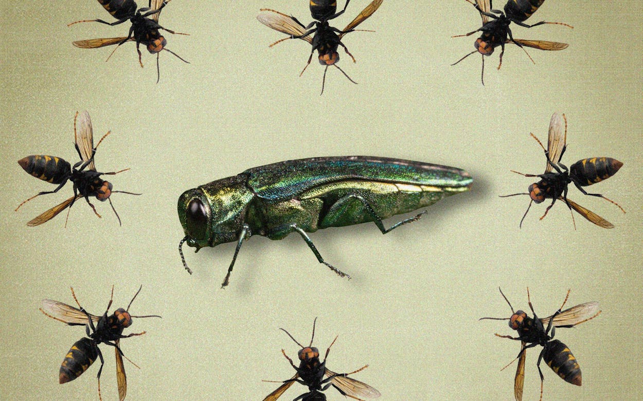 Emerald-Ash-Borers-Texas-Wasps-feat