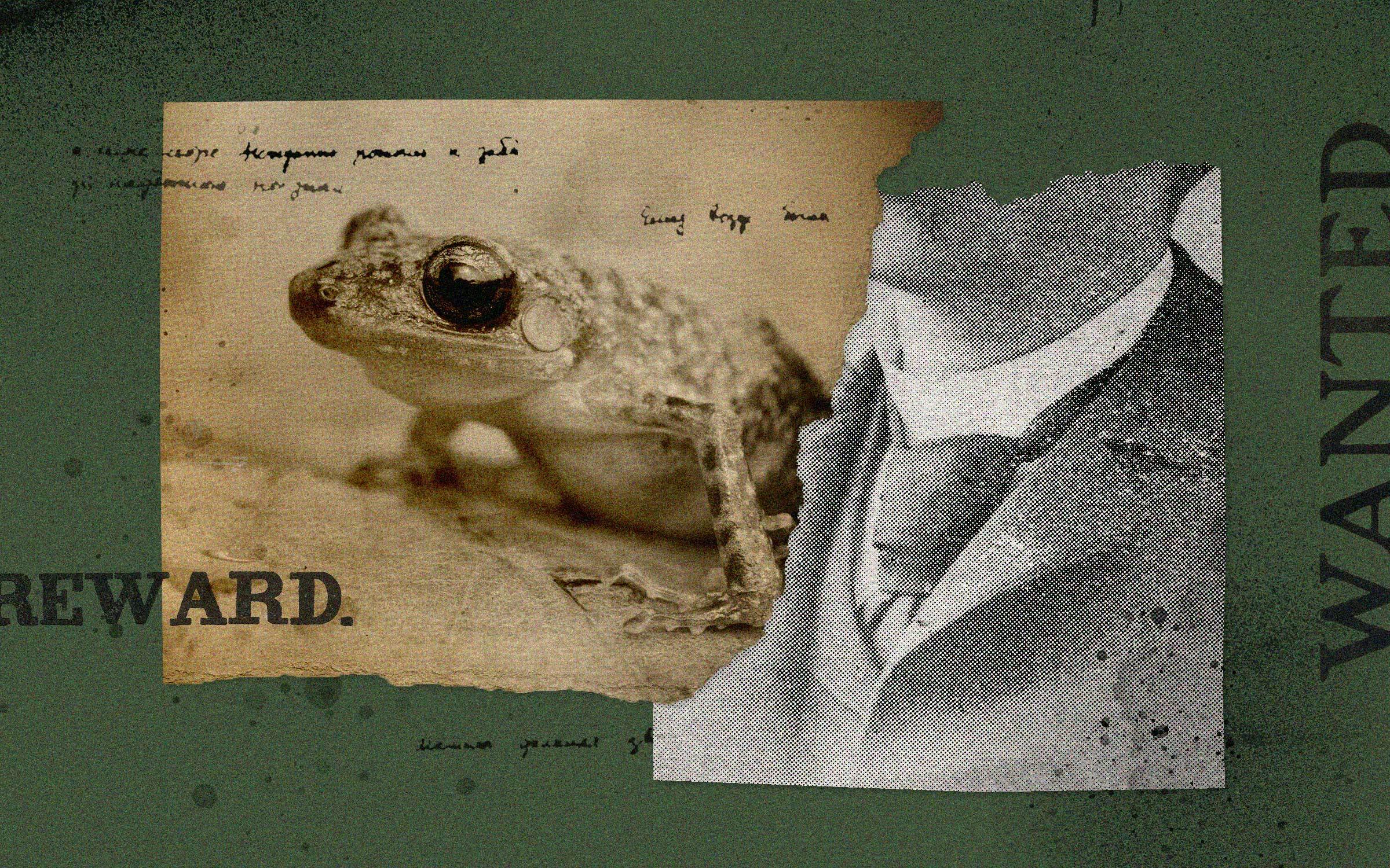 Texas Rangers Frog The Surprisingly Sinister History Behind Texas’s Cliff Chirping Frog