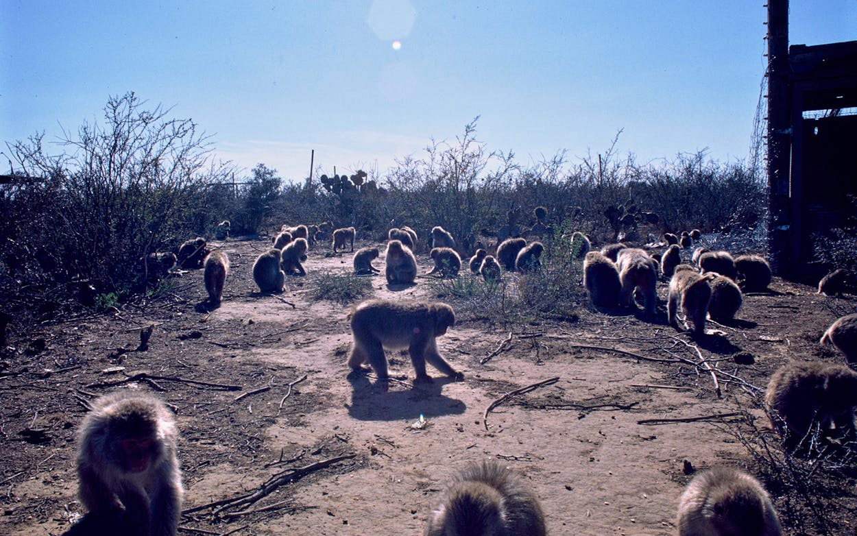 My Search for the Japanese Snow Monkeys of South Texas