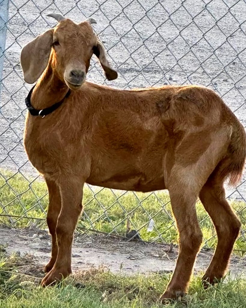 The Ballad of Willy, the Missing Willacy County Rodeo Goat