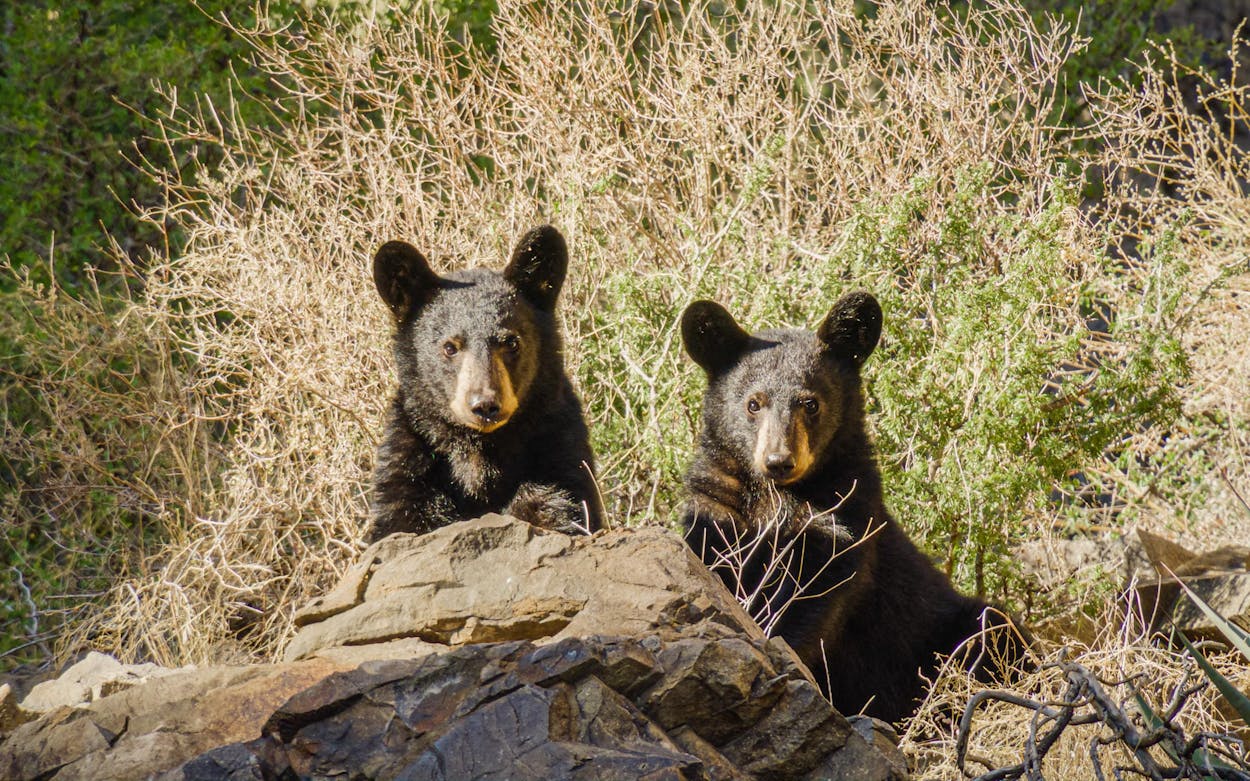 Black bears in a scene from one of five new short nature films produced in partnership with H-E-B.