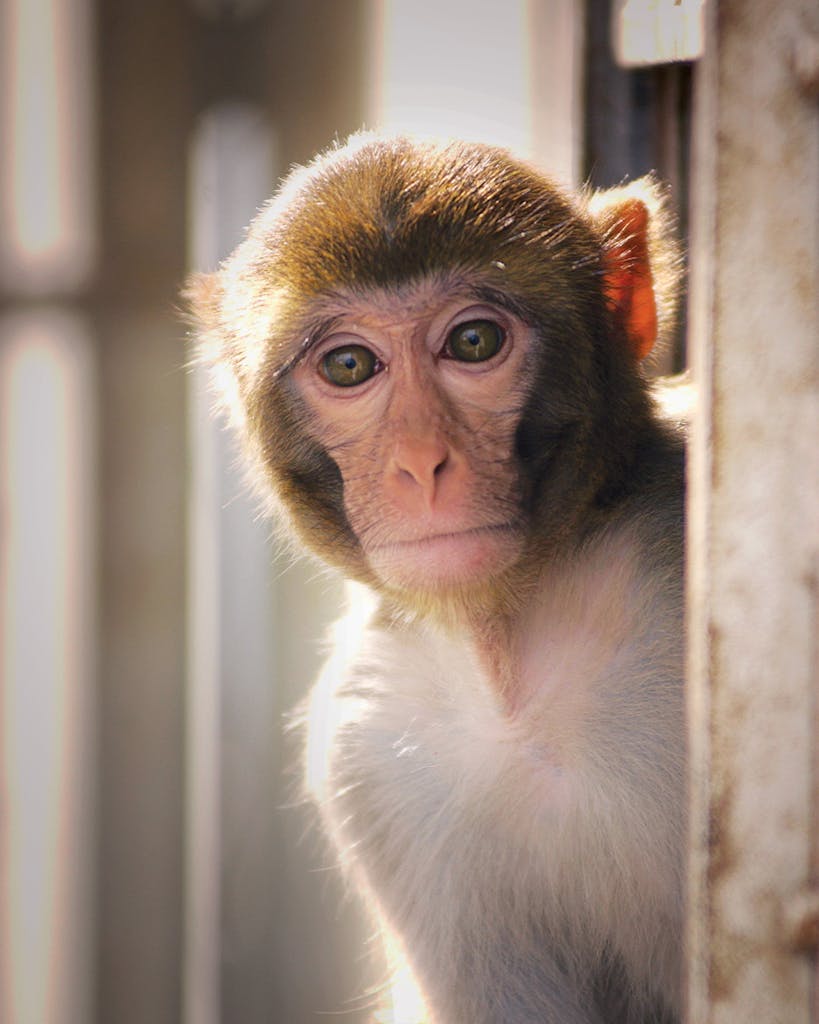 A rhesus macaque.