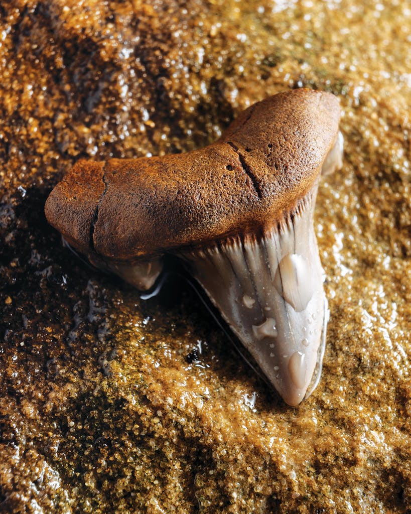 A shark tooth found in Post Oak Creek.