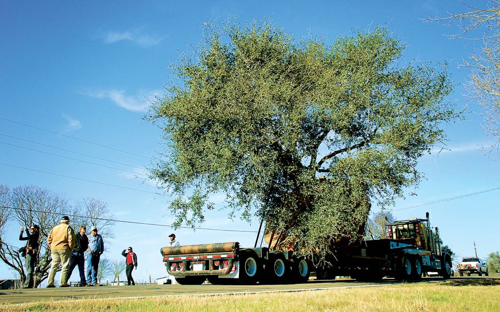 An oak tree handpicked by director Terrence Malick for his 2011 film The Tree of Life had to be moved into Smithville, prompting municipal crews to lift utility lines along the way.