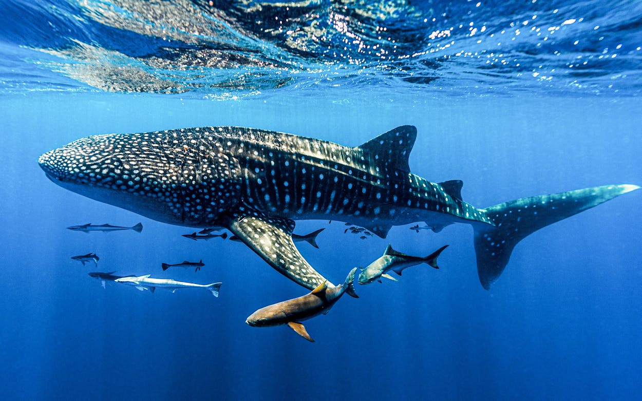 Whale-Sharks-Port-Aransas-Gulf-of-Mexico-Texas-coast