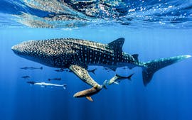 Whale-Sharks-Port-Aransas-Gulf-of-Mexico-Texas-Coast