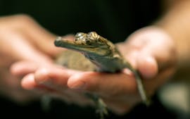 Crocodile gharial allo zoo di Fort Worth