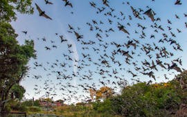 Pipistrelli emergenti nel vecchio Tunnel State Park