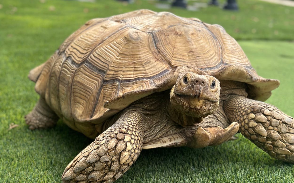 A Brief History of Tortoises on the Loose in Texas