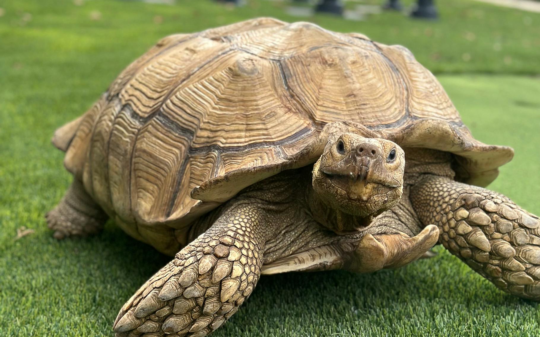 Texas Rtoise Why Are So Many Tortoises on the Loose in Texas? – Texas Monthly