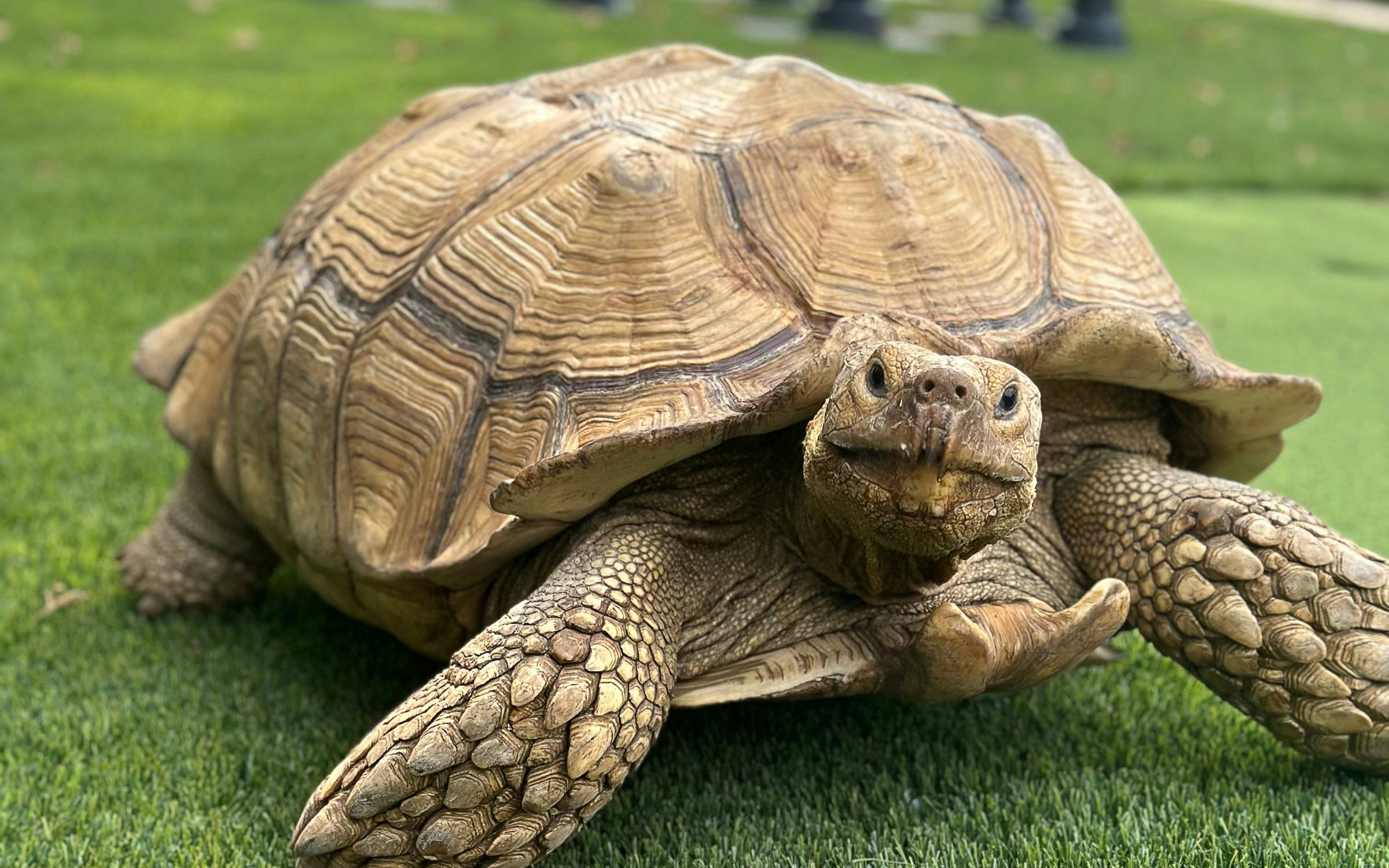 A wide variety of materials have been used to imitate tortoise
