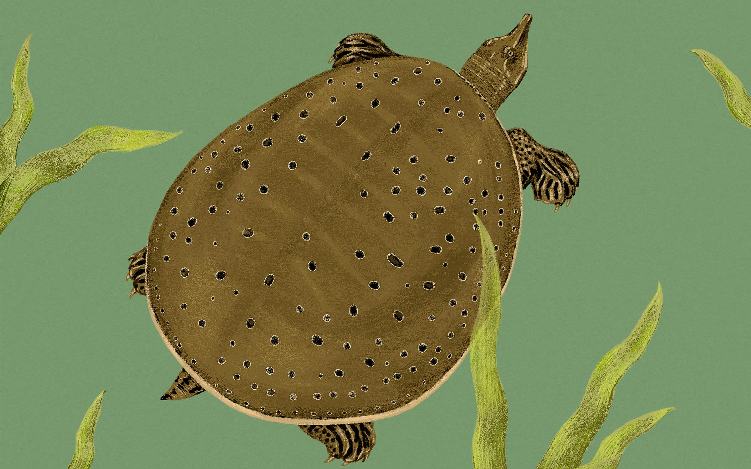 Black Softshell Turtle: Discover the Mysteries of this Fascinating Creature