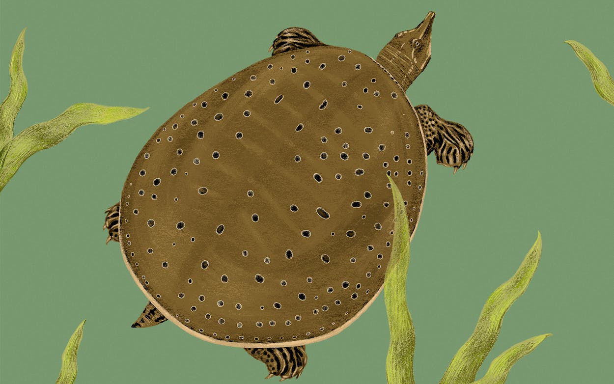 Meet Texas's Strangest Turtle