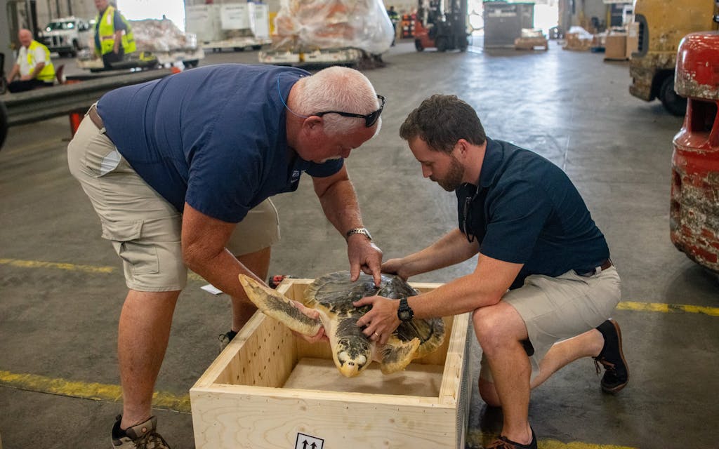 Tallyho to Tally the Texas Sea Turtle, Whose 4,000-Mile Journey Has a Happy Ending