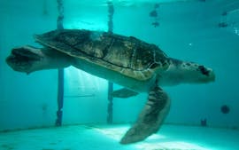 Tallyho untuk menghitung Texas Sea Turtle, yang perjalanannya 4.000 mil memiliki akhir yang bahagia