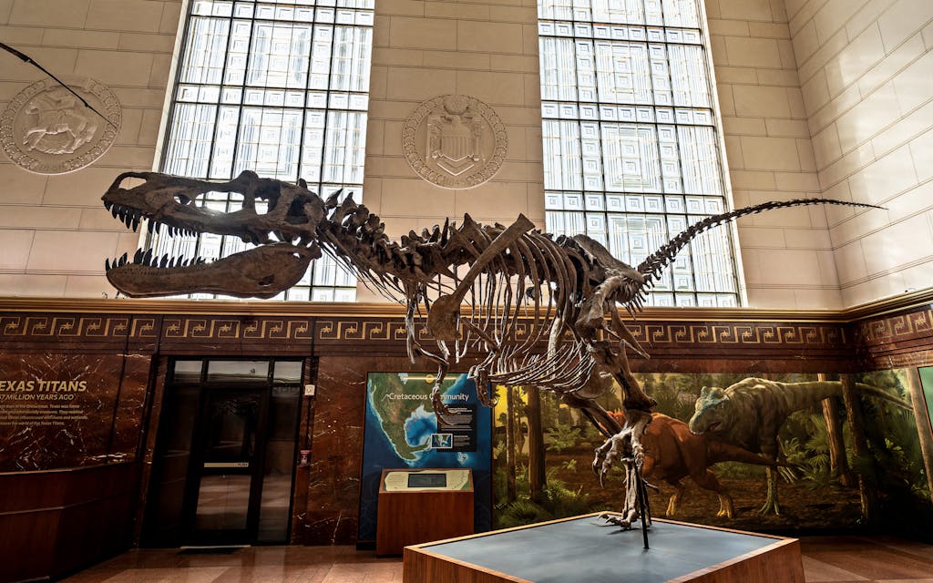 Austin’s Only Natural History Museum Nearly Went Extinct. Now It’s Back and Better Than Ever.