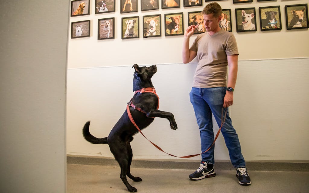 Researcher Nathaniel Hall works with Dusty at Texas Tech's Canine Olfaction Research and Education Laboratory in New Deal on September 21, 2023.