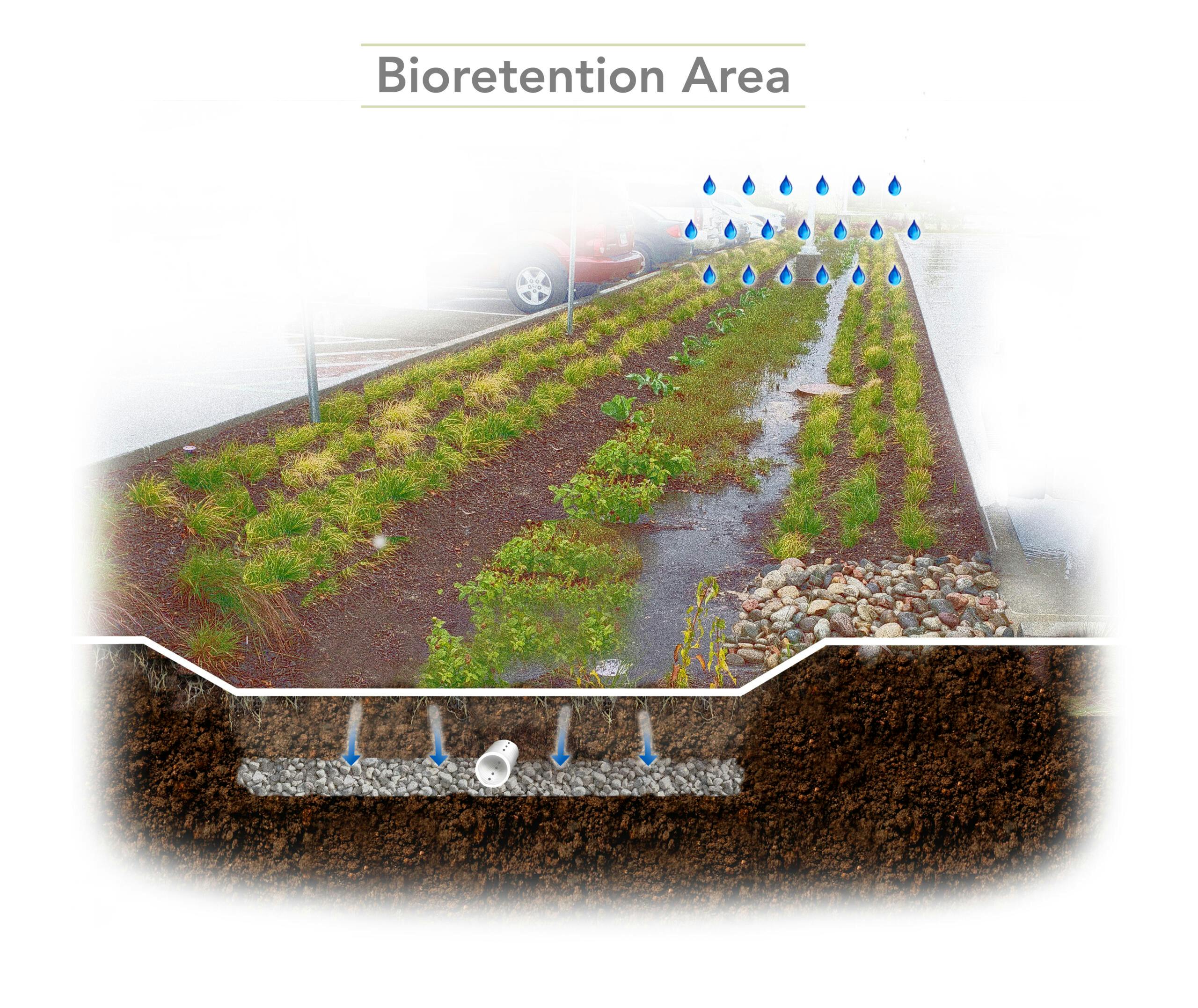 Bioretention Area Example Putting Nature to Work – Texas Monthly