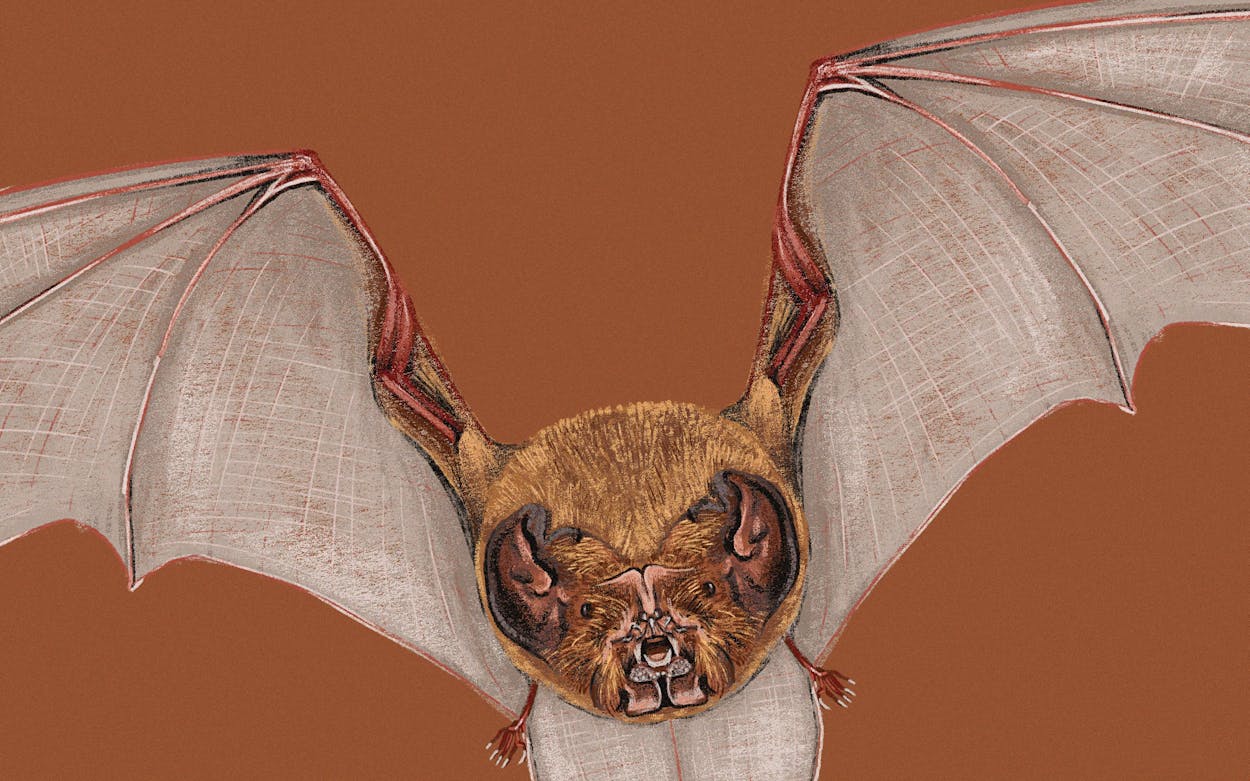 ghost-faced bat