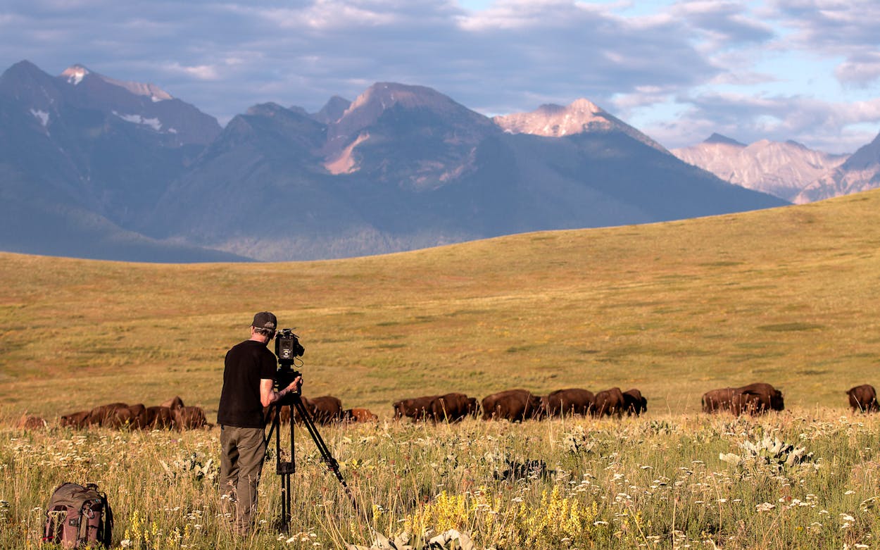 Ken Burns’s ‘The American Buffalo’ Isn’t Really About Bison