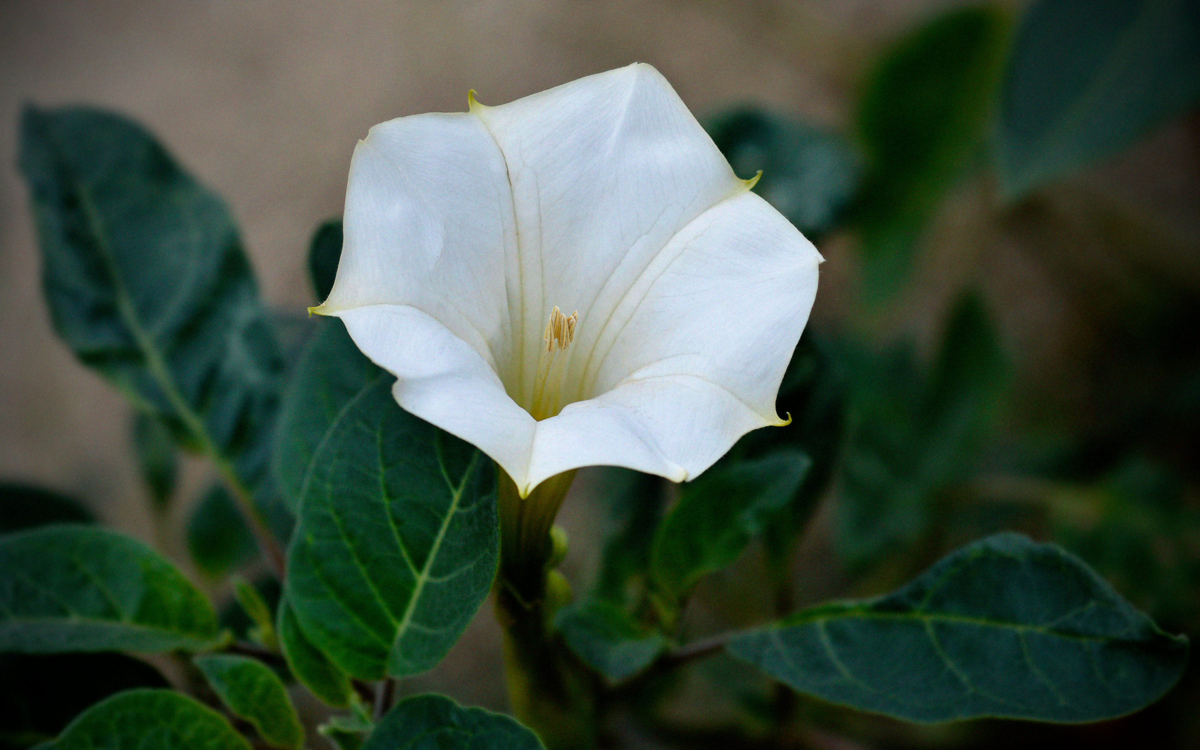 Moonflower, or Datura, Is One of Texas's Most Tenacious Plants