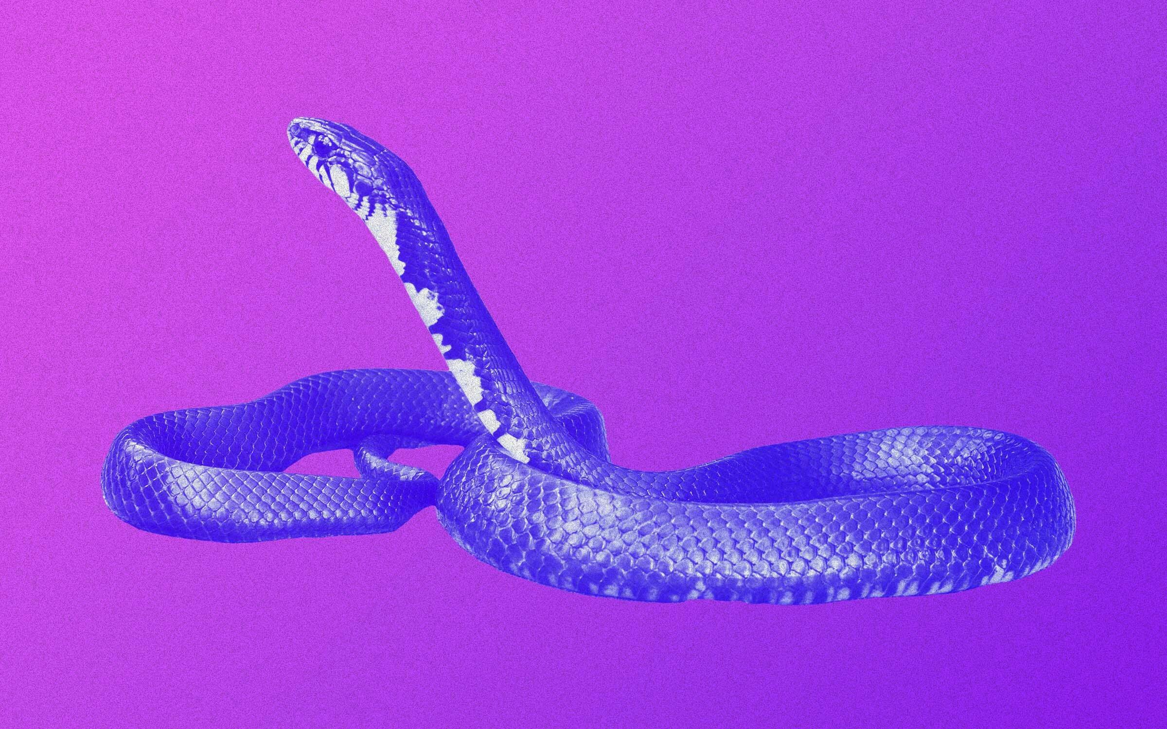 Tricks for Identifying Snakes