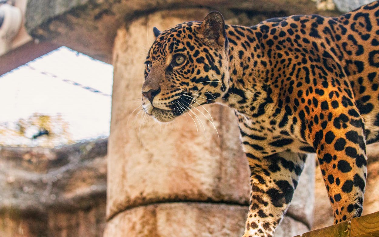 A jaguar that was seized from drug traffickers in South Texas was likely smuggled across the border from Mexico. Now the jaguar is named Reina and lives at New Orleans' Audubon Zoo.