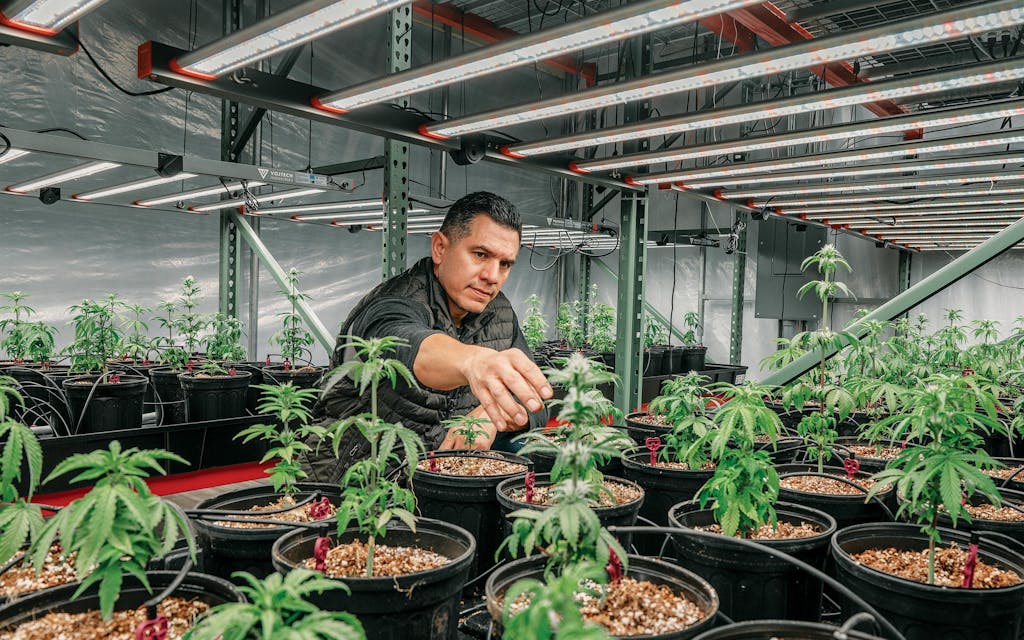 Velez checks the plants at his grow facility in Sherman.